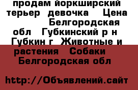 продам йоркширский терьер (девочка) › Цена ­ 8 000 - Белгородская обл., Губкинский р-н, Губкин г. Животные и растения » Собаки   . Белгородская обл.